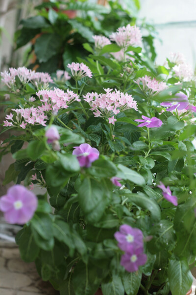 繁星花和日日春，夏天最好的伙伴