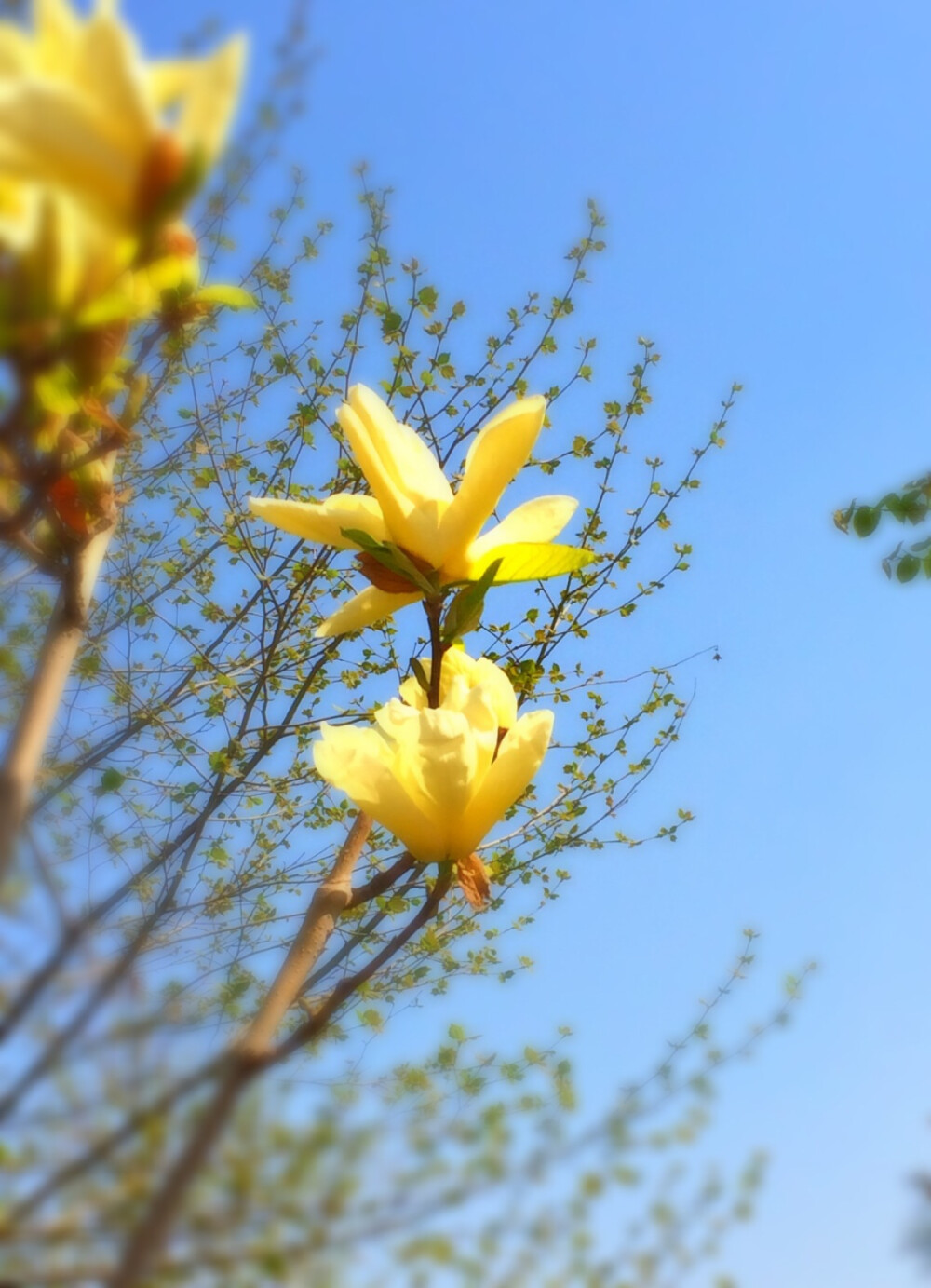 #种植日记 春花烂漫