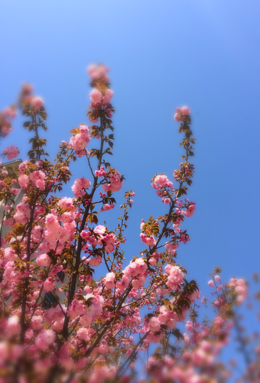 桃花依旧笑春风