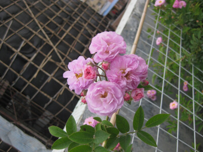这个4.5月就是蔷薇科的十姐妹的天下罗~~ 花团一簇簇的，超美！很像新娘的手花哦