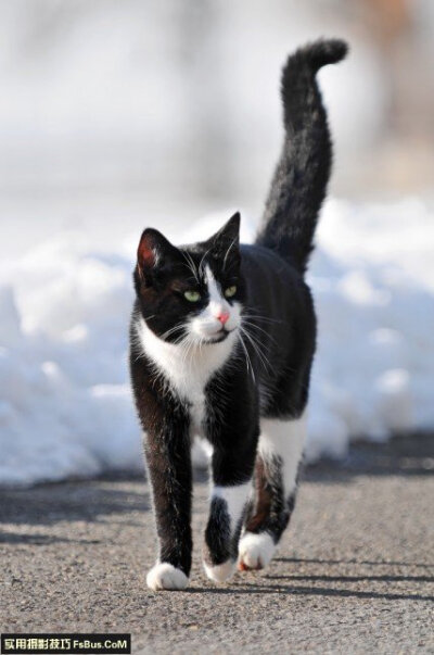  .跟猫猫一样的水平角度 若果只是从人眼的高度来拍摄猫猫，相片会变得平凡，试试跟它的高度一样，从它的水平去取景，出来的效果会更自然和平衡的