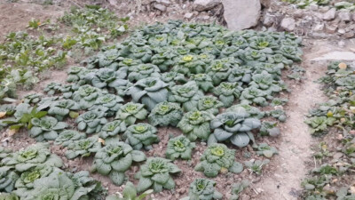 好吧，这个是菜花，小区前面的空地上种的，寸土寸金啊