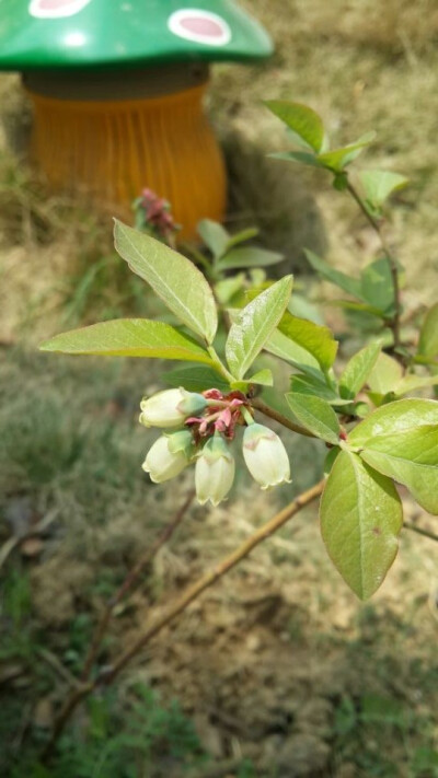 好可爱的铃铛~蓝莓花，希望秋天能结出小蓝莓来，那就有口福了