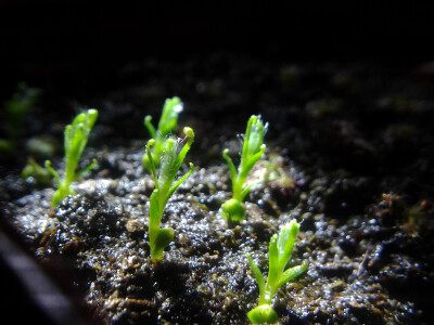 食虫植物。。。