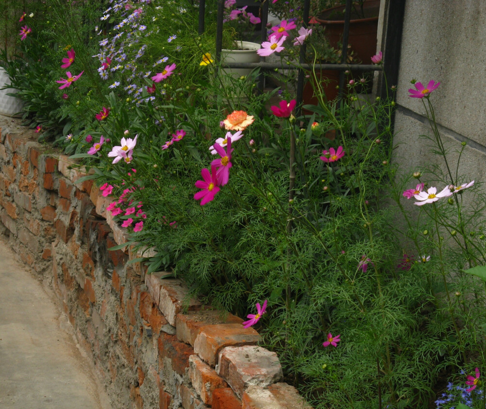 去年的波斯菊 五色菊 黄金菊······花径