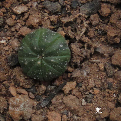 多肉植物 时尚 摄影 兜