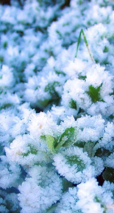 冬季雪景