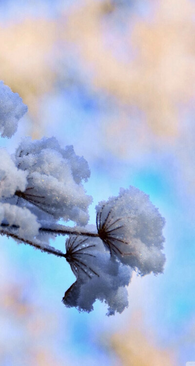 冬季雪景