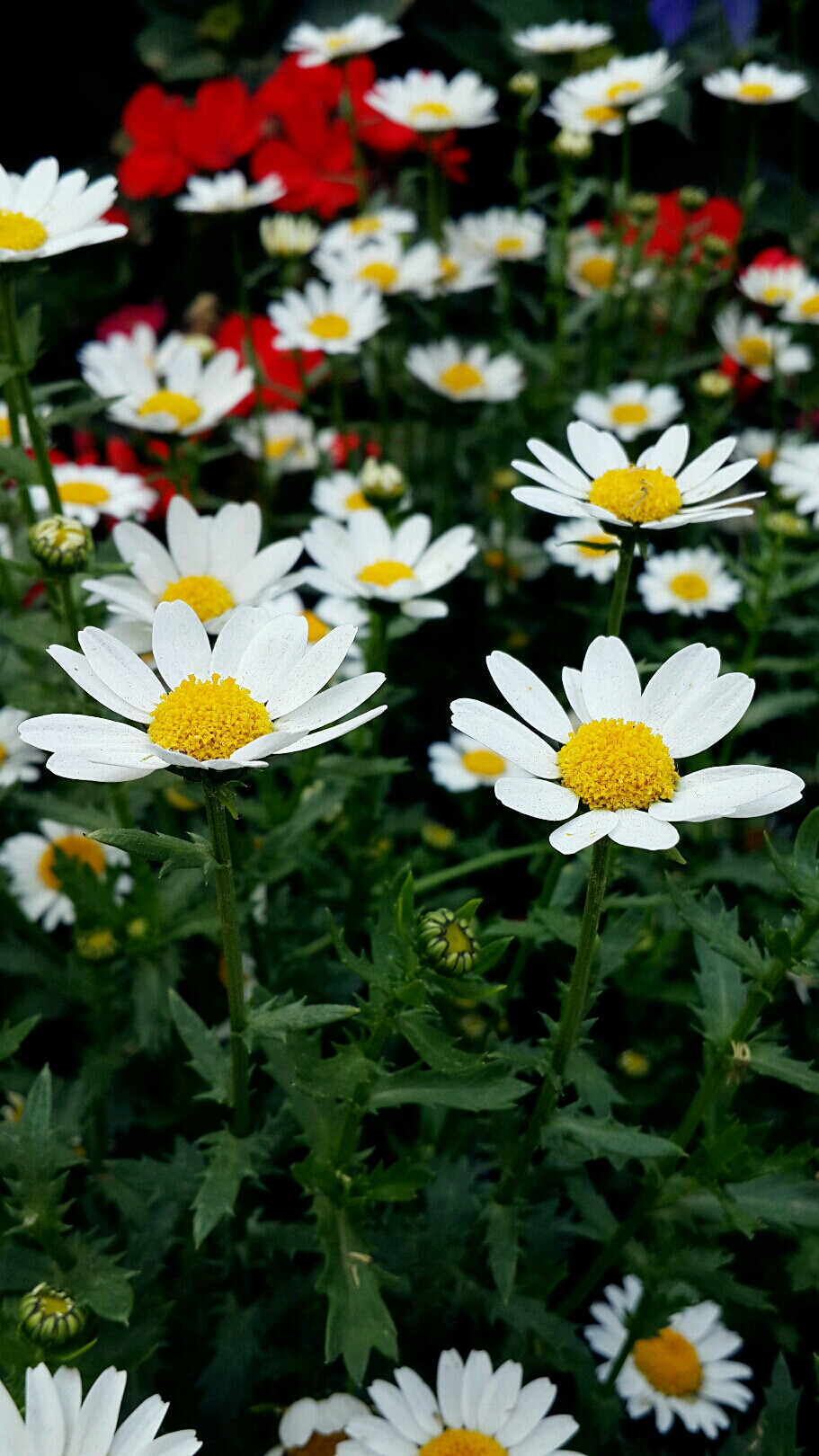 小雏菊