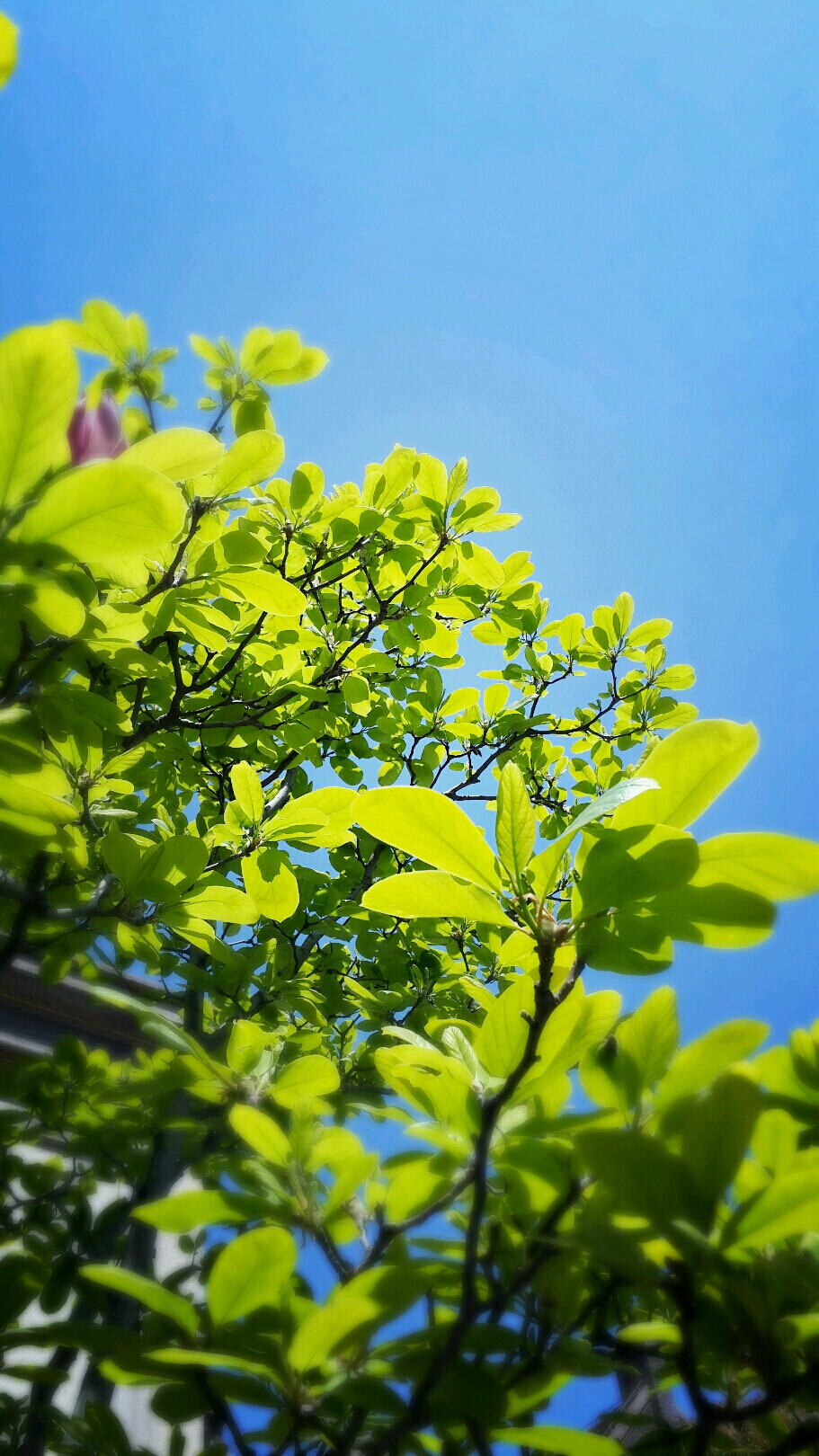 风景，植物，天气