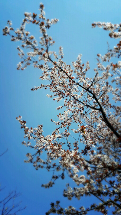 风景，植物，花卉