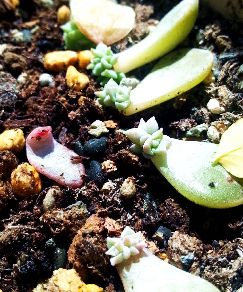 白牡丹长势喜人啊~ 可惜都是两个头，我是手残啊 (┬＿┬)