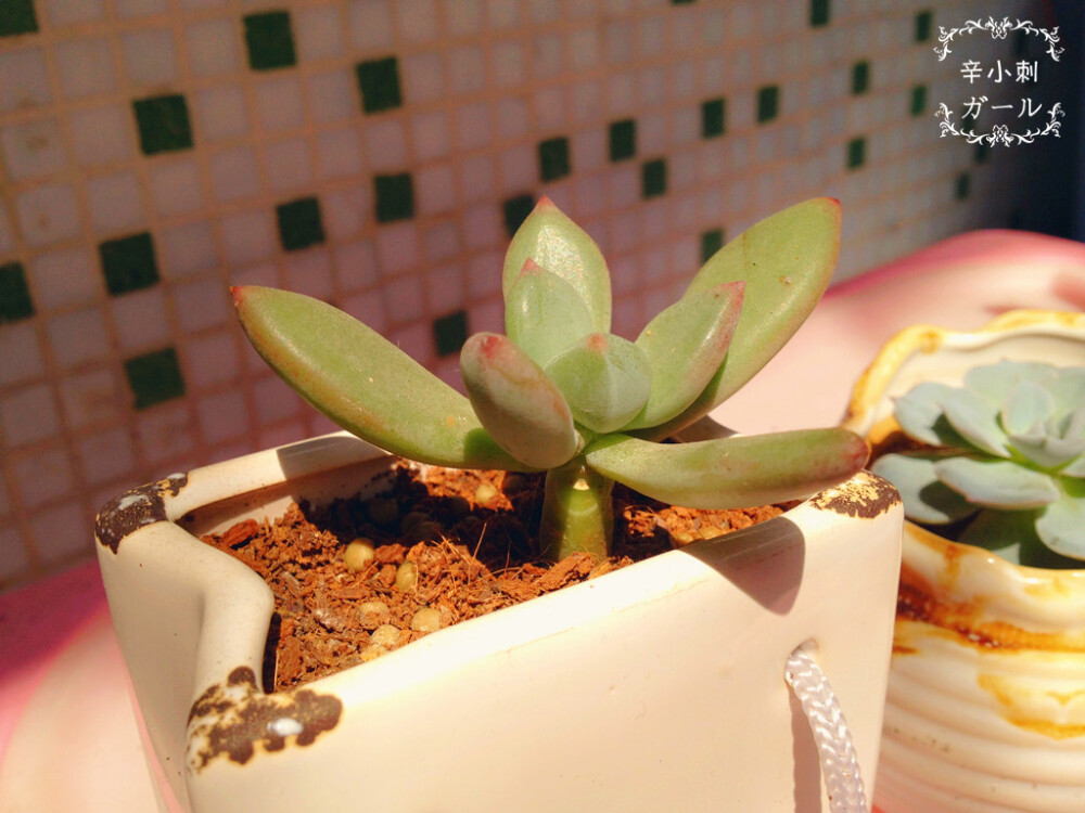 辛小刺 多肉 植物