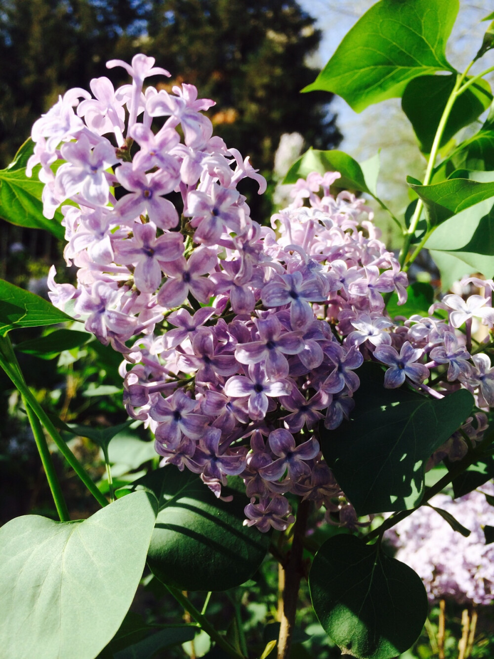 丁香花