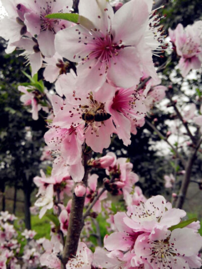 春暖桃花开_花一开满就相爱