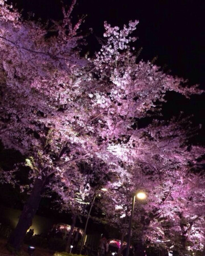 暮桜