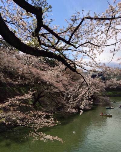 晨桜