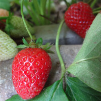 草莓种植日记~
