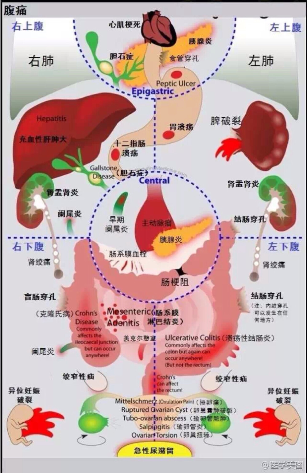 医学美图