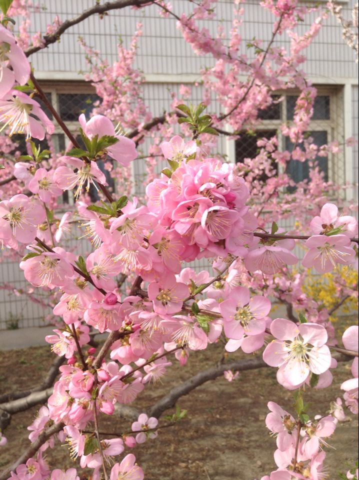 花都开好了