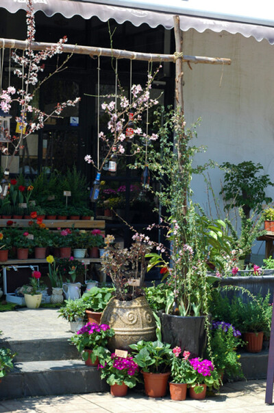 花店 上海松江 鲜花 永生花 多肉 小植物 花园