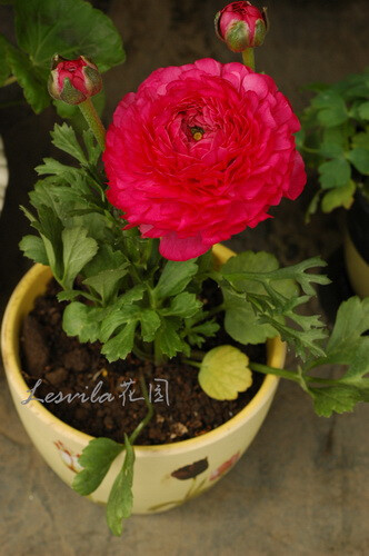 花店 上海松江 鲜花 永生花 多肉 小植物 花园