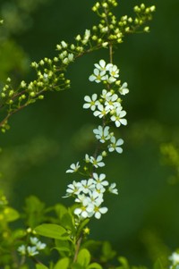 花枝