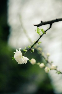 花枝