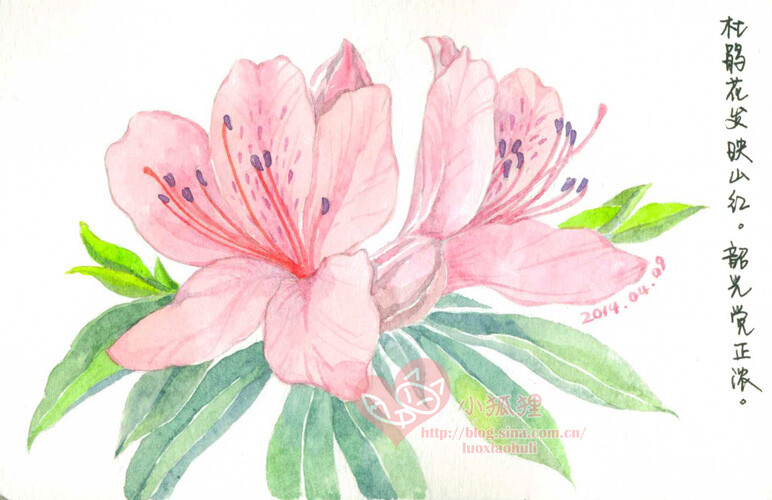 04.09杜鹃花发映山红.韶光觉正浓.——赵师侠【醉桃源】(想去踏青呐)