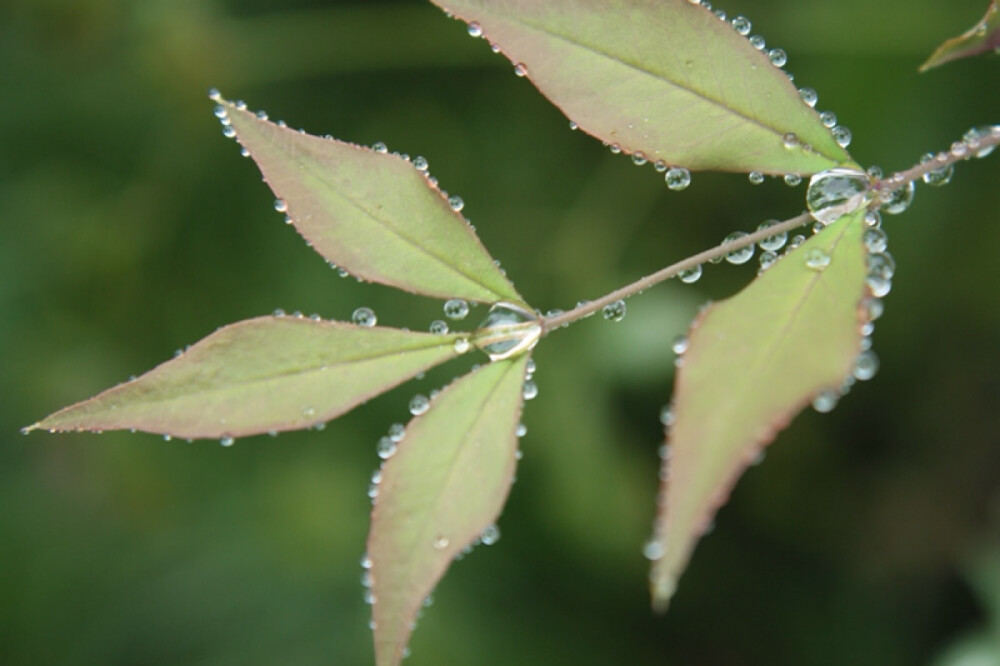 春雨