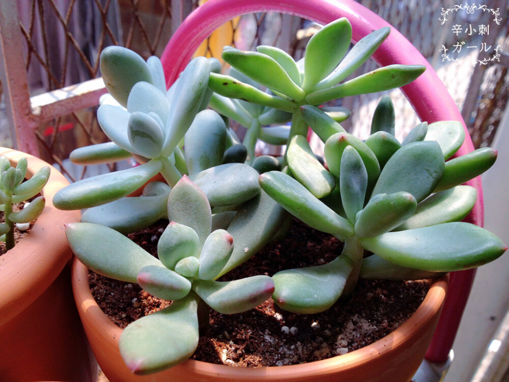 青星美人，东美人，星美人，哈哈哈，各种美人