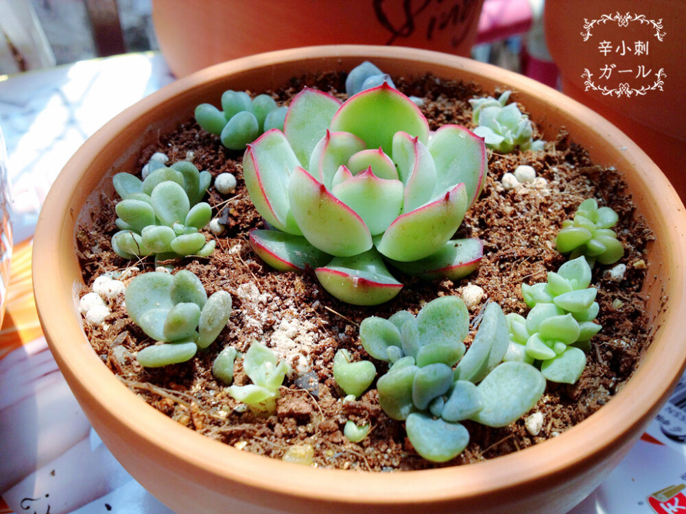 花月夜和一堆叶插小芽