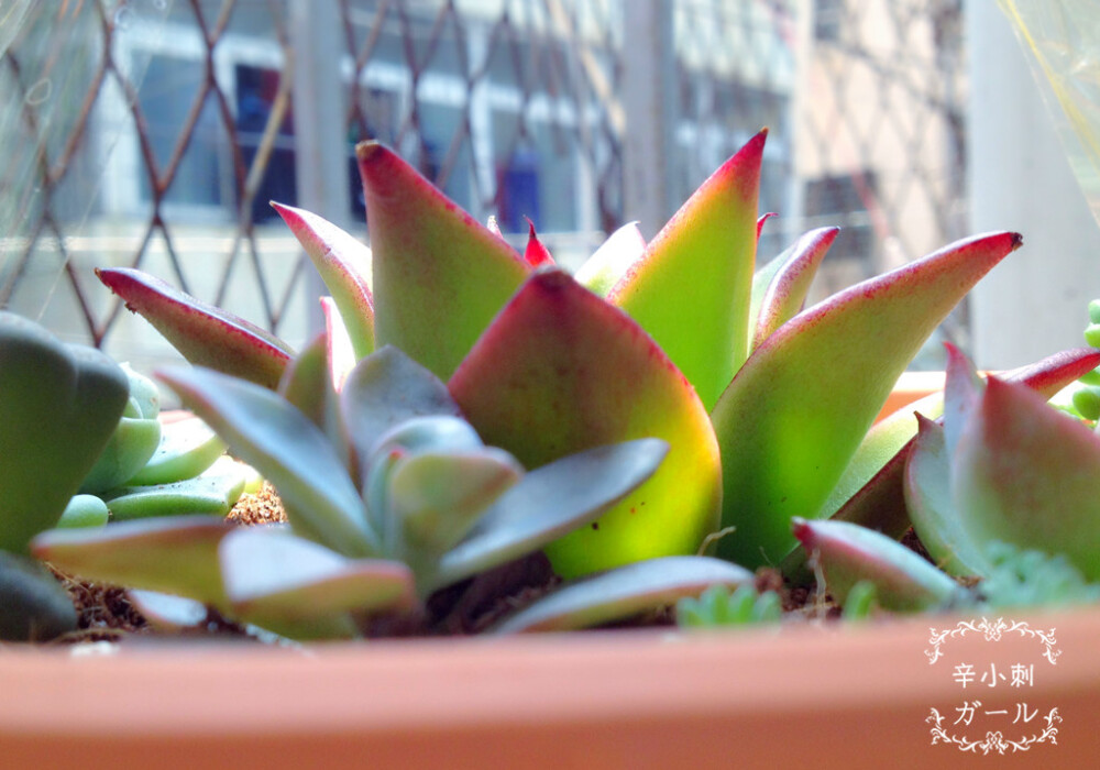 魅惑···颜色果然很魅惑