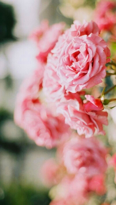 壁纸 iPhone 清新 欧美 风景 森系 图片 在路上 摄影作品 玫瑰 花朵