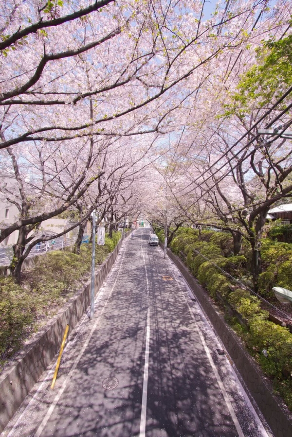 「桜color」Greeeen 桜の花が咲きました 、この街でも同じ色で 。樱花已经盛开了，这条街上也是同样的颜色。