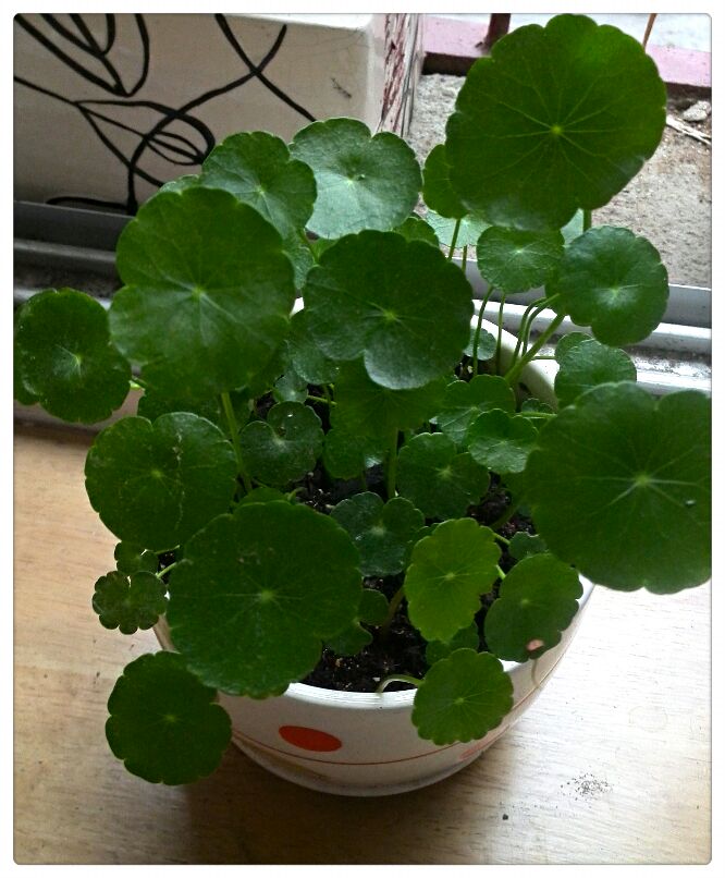 铜钱草长的很喜人呢