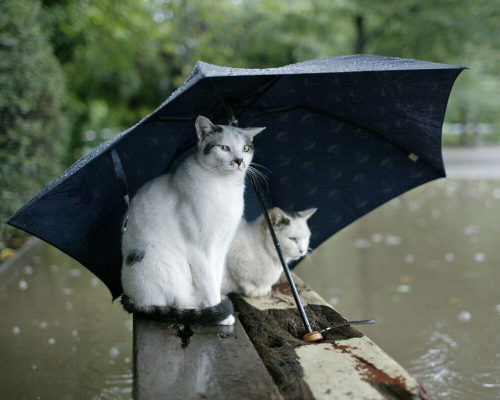 这天，又下雨了....