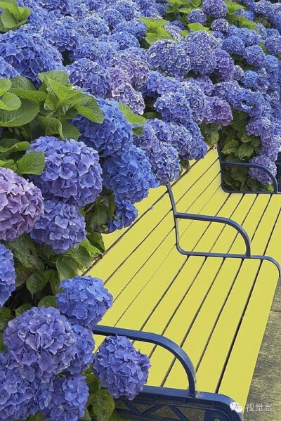 紫阳花
