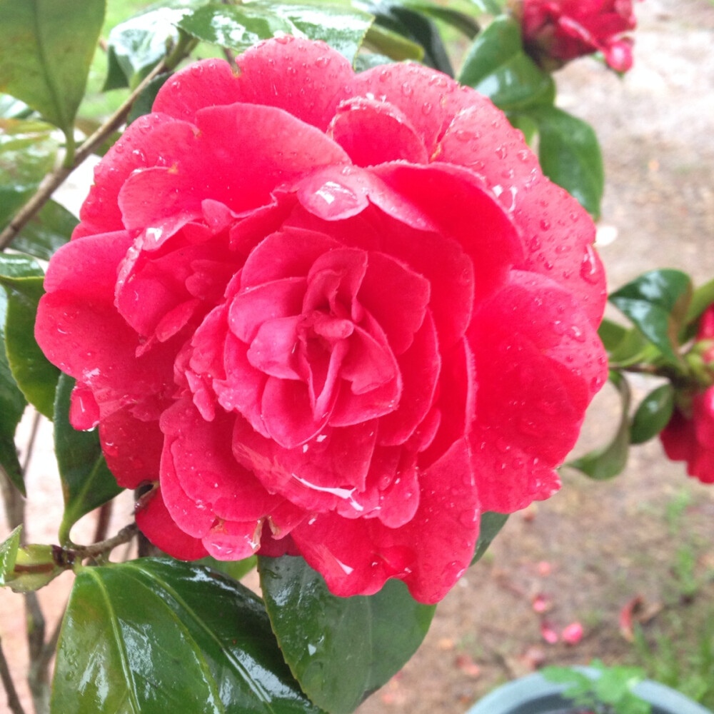 雨打茶花。