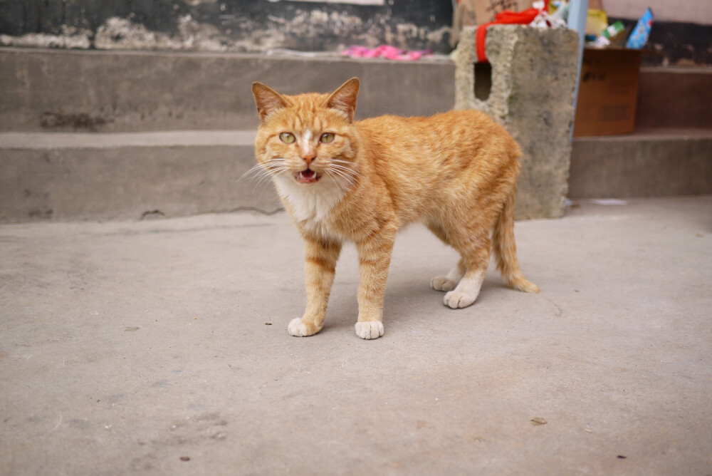 香纸沟 庭院猫