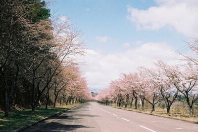 樱花大道