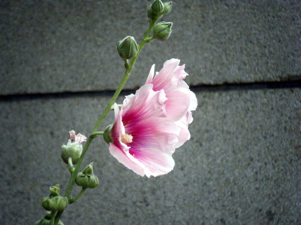 蜀葵，是多年生草本。花呈总状花序顶生单瓣或生瓣，有紫、粉、红、白等色。花期6月至8月。蒴果，种子扁圆，肾脏形。喜阳光充足，耐半阴，但忌涝。由原产于中国四川，故名曰“蜀葵”。又因其可达丈许，花多为红色，故名“一丈红”。于6月间麦子成熟时开花，而得名“大麦熟”。