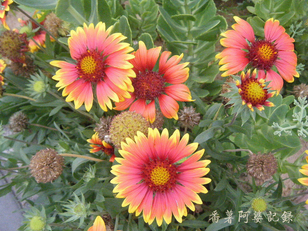 勋章菊（学名：Gazania rigens），又名：勋章花、非洲太阳花，属菊目，菊目科多年生宿根草本植物，花期大概为春末至初夏，叶丛生，披针形、倒卵状披针形或扁线形，全缘或有浅羽裂，叶背密被白绵毛。花径7~8cm，舌状花白、黄、橙红色，有光泽，花期4~5月。喜阳光，喜生长于较凉爽的地方，耐旱，耐贫瘠土壤；半耐寒，因此在冬季较温和的地区可顺利越冬。