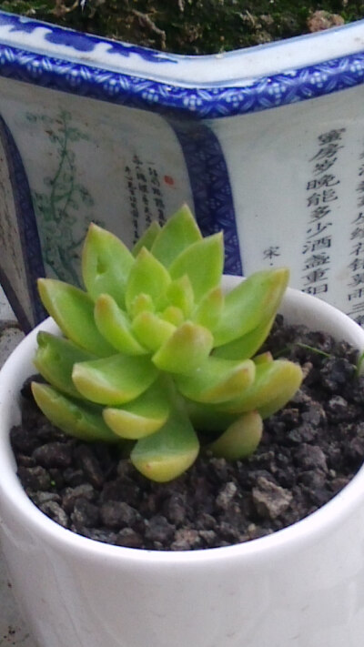 长大后的黄丽，普货中的战斗机-0-