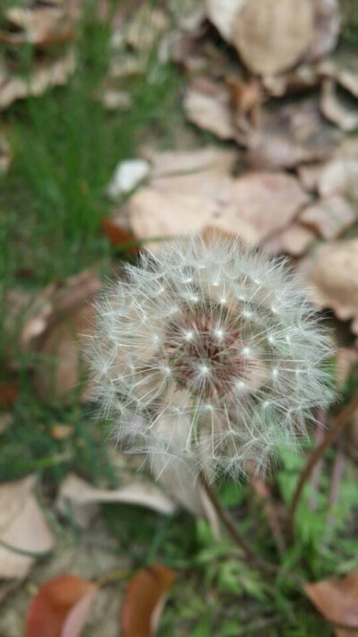 春花烂漫