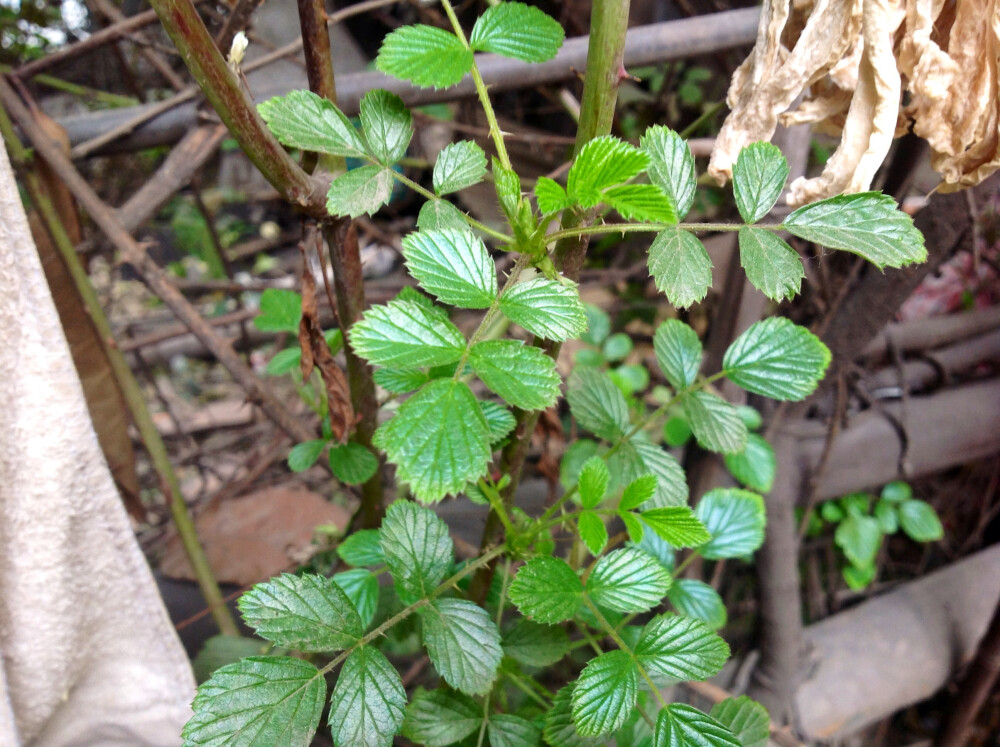 嫩绿的芽芽