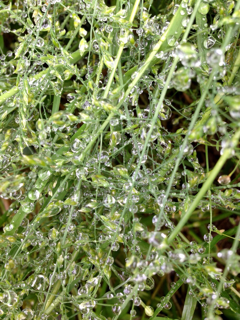 水珠与草20140420