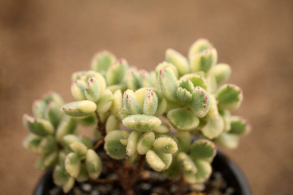 多肉植物 掌上花园--熊童子白锦 治愈系的多肉....