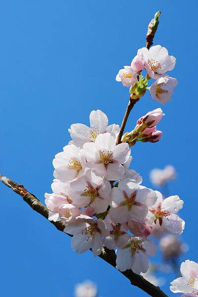 一枝花。