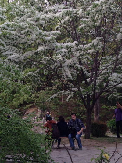 北京大学校园的春天